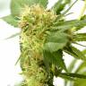 Orange Light feminised Seedmakers Seeds