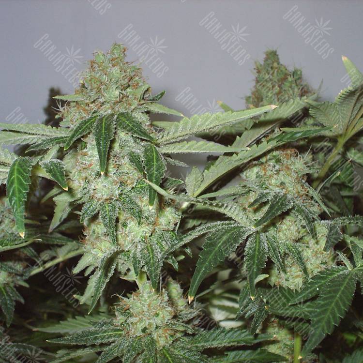 семена конопли Big Chuy feminised Bang Seeds