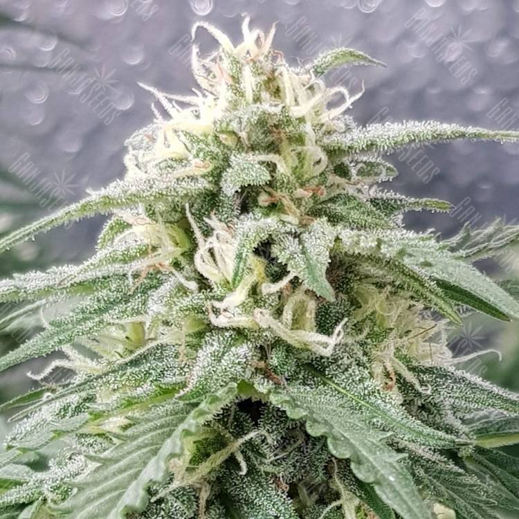 семена индийской конопли Super Lemon Skunk regular Ganja Seeds