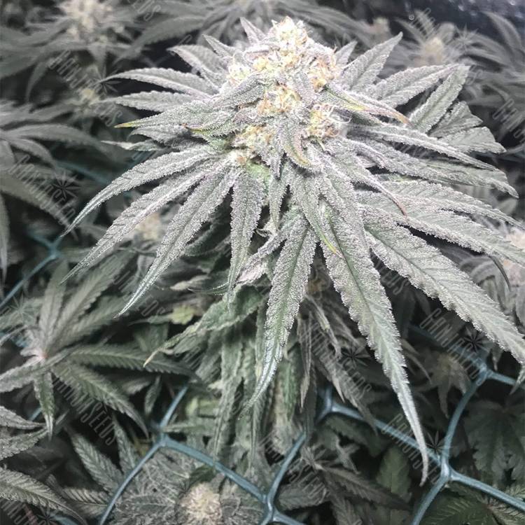 где можно заказать семена конопли Bad Azz Kush feminised Barneys Farm