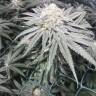где можно заказать семена конопли Bad Azz Kush feminised Barneys Farm