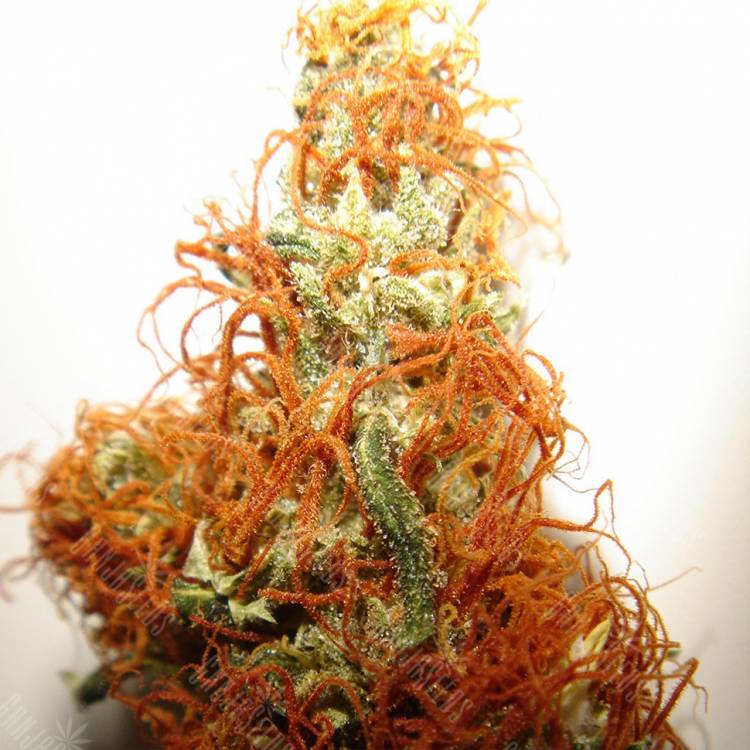 семена конопли курьером Orange Bud regular Dutch Passion Seeds
