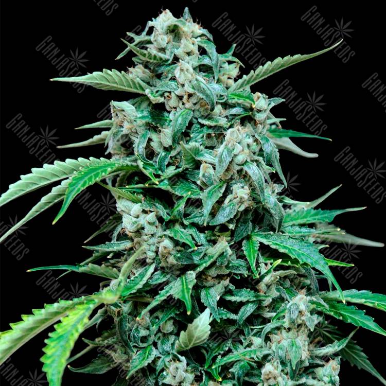 мощные семена конопли Auto Maxi Haze feminised Grass-o-Matic