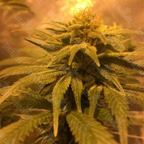 Russian Doll feminised Kannabia Seeds