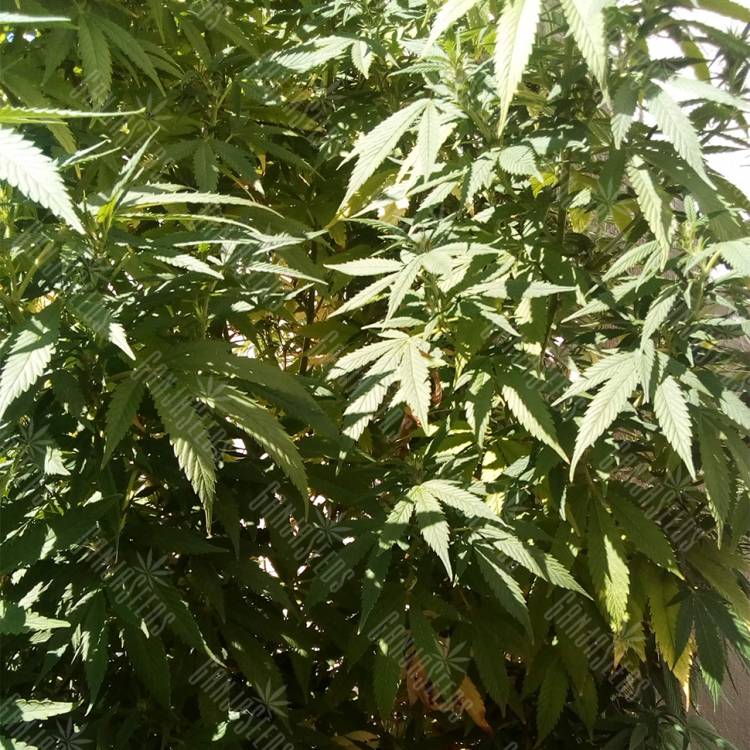 семена конопли в России Ice regular Nirvana Seeds