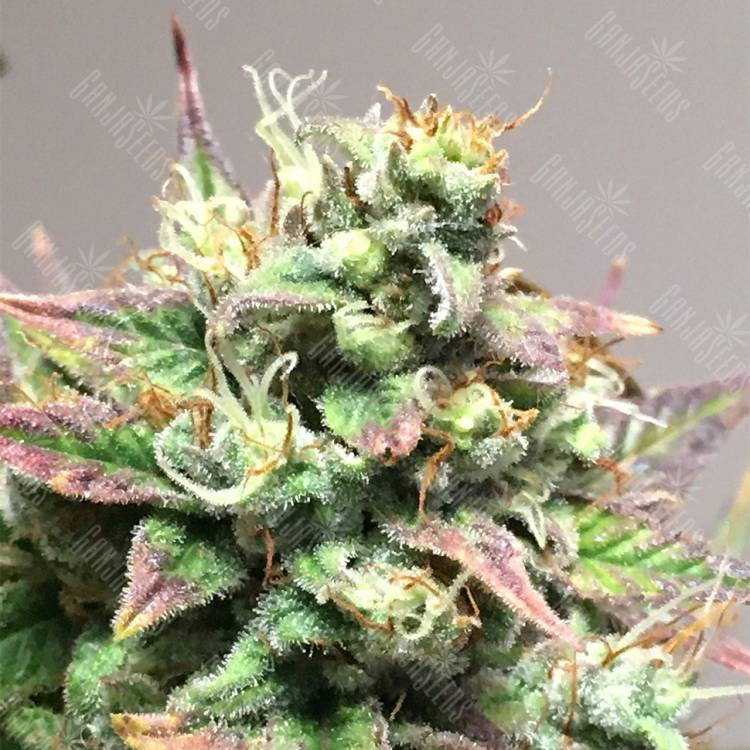 семена конопли аутдор Auto Anubis feminised Pyramid Seeds