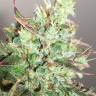 семена конопли гидропоники Auto Anubis feminised Pyramid Seeds