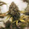 семена конопли в фирменной упаковке Auto Blue Cheese feminised Royal Queen