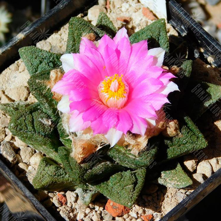 Семена кактусов Ariocarpus fissuratus var. hintonii