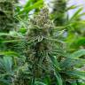 семена конопли марихуаны Tangerine feminised