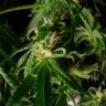 Silver Jack feminised Seedmakers Seeds
