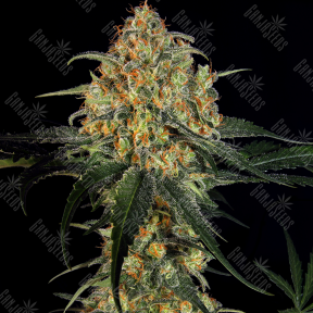 Sweet Tooth regular Ganja Seeds