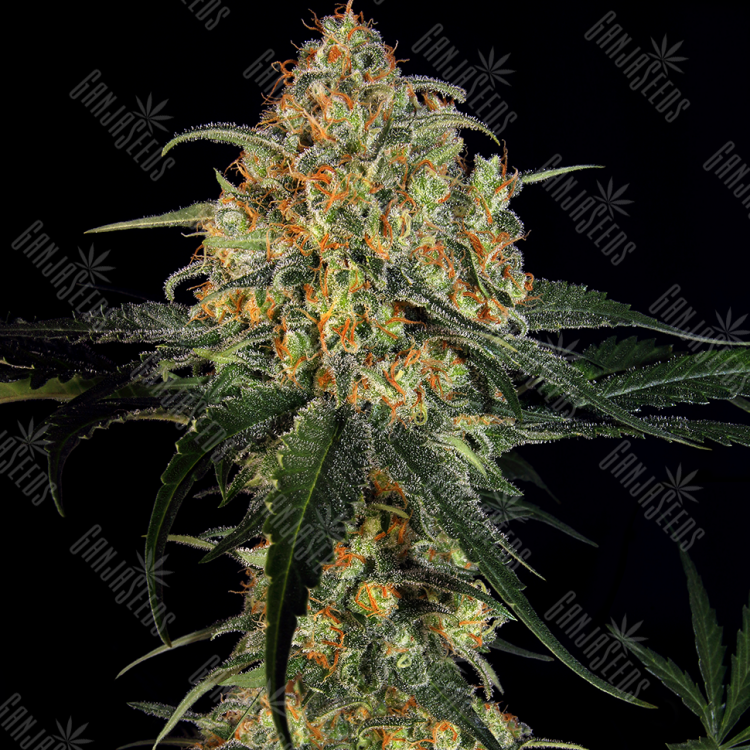 Sweet Tooth regular Ganja Seeds