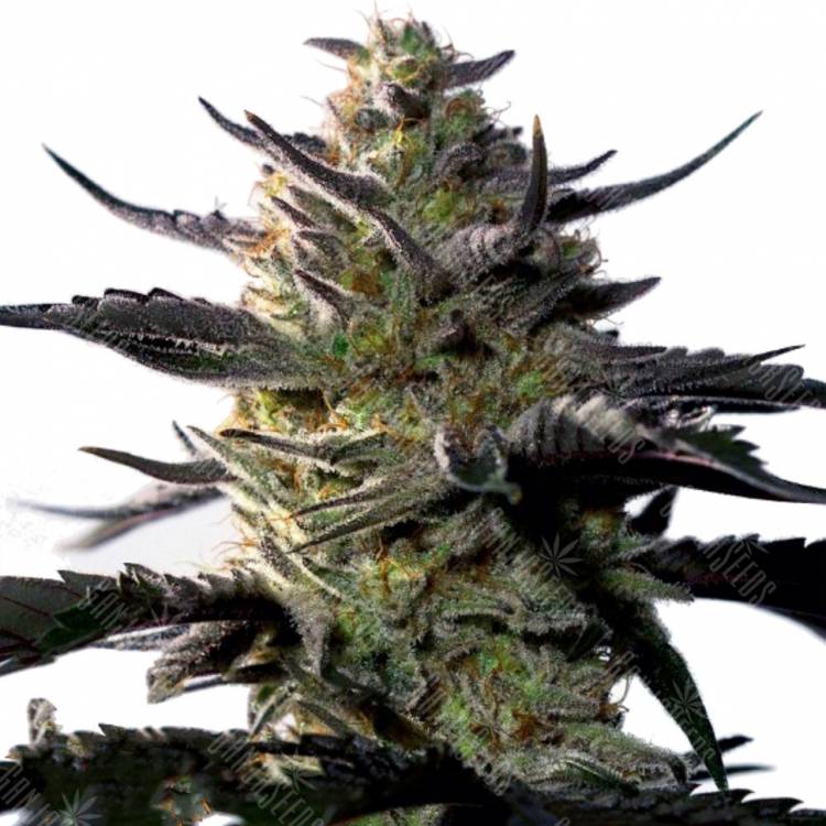 заказ семян конопли Москва Blueberry OG feminised Barneys Farm