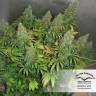 семена конопли Спб Orange Hill Special regular Dutch Passion Seeds