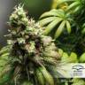 семена конопли для посадки купить Orange Hill Special regular Dutch Passion Seeds