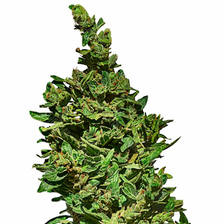 семена конопли медицинской Auto Med GOM 1.0 CBD feminised Grass-o-Matic