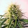 качественные семена конопли Original Berry feminised Kannabia Seeds