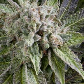 Auto Blue Pyramid feminised Pyramid Seeds