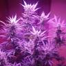 семена конопли автоцвет Auto Blue Pyramid feminised Pyramid Seeds