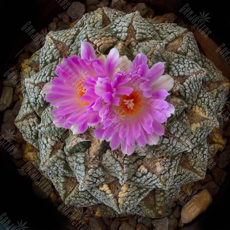 Семена кактуса Ariocarpus fissuratus