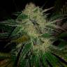 семена конопли для посадки купить Chronic feminised
