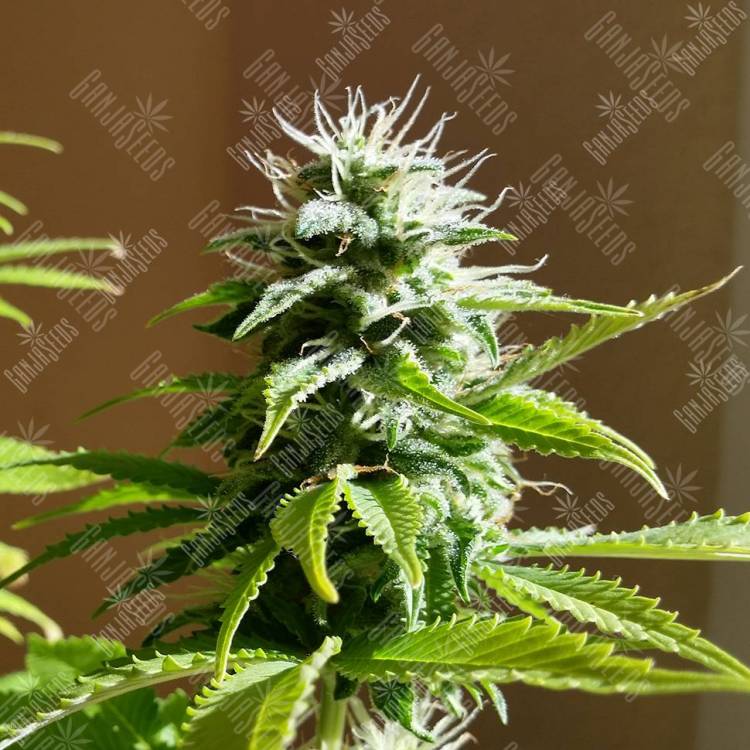 заказать качественные семена конопли Auto AK x Somango feminised