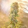 заказать на сайте семена конопли Auto Chronic Ryder feminised