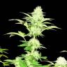 Widow feminised Seedmakers Seeds