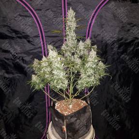 Auto Fast Bud regular Ganja Seeds