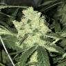 семена конопли интернет магазин Top Afghani regular Ganja Seeds