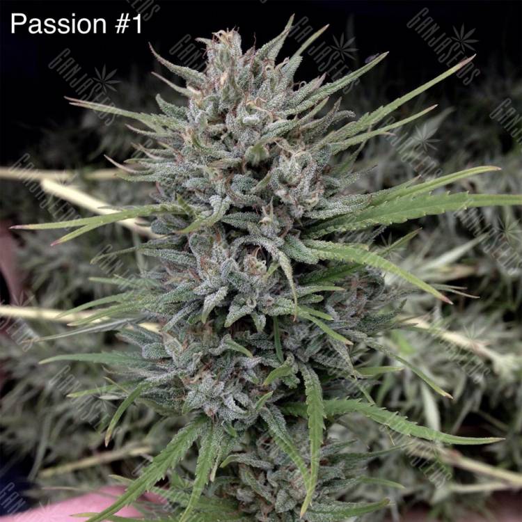 семена конопли аутдор Passion #1 regular Dutch Passion Seeds