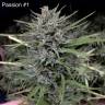 семена конопли аутдор Passion #1 regular Dutch Passion Seeds