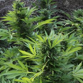 Auto Mix GOM feminised Grass-o-Matic