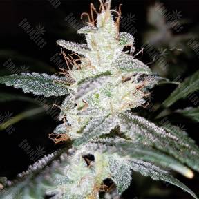 Auto Diesel feminised Royal Queen