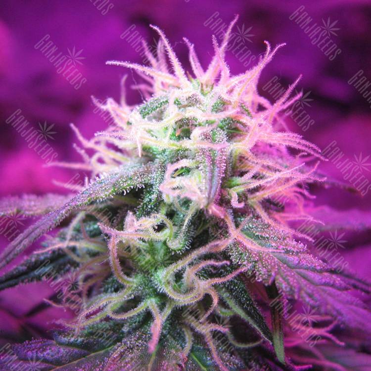 семена сортовой конопли Auto Black Jack feminised Sweet Seeds