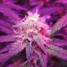 качественные семена конопли Auto Black Jack feminised Sweet Seeds