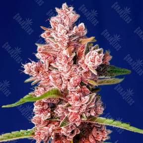 Tropicanna Poison feminised Ganja Seeds Fast Version