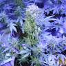 семена конопли в России Auto AK 47 feminised
