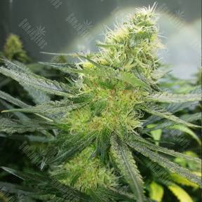 Auto AK 47 feminised Ganja Seeds