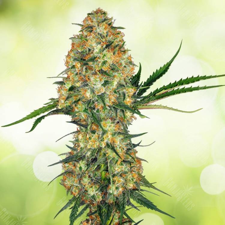 Marley's Collie feminised Ganja Seeds
