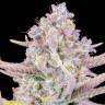 Auto Purple Sunset feminised Ganja Seeds