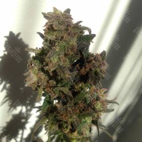 Auto Galaktika feminised Ganja Seeds