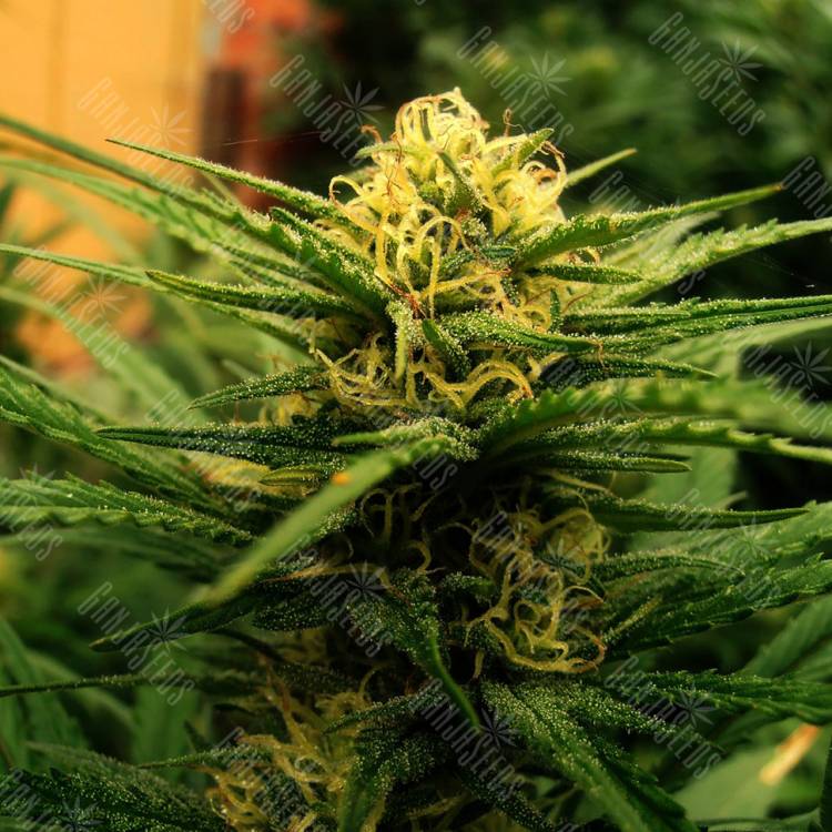 Wonder Skunk feminised Seedmakers Seeds