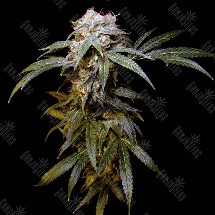 урожайные семена конопли Charyn feminised Bang Seeds