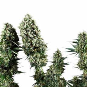 Auto Flower Power regular Ganja Seeds