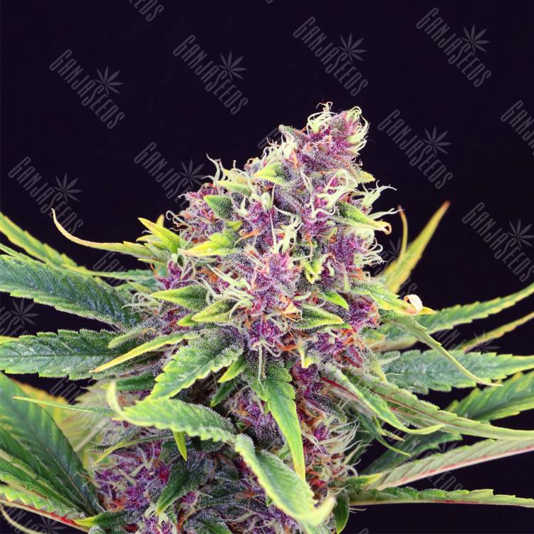 заказать качественные семена конопли Purple Kush feminised Kannabia Seeds