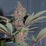 семена культурной конопли купить Purple Kush feminised Kannabia Seeds