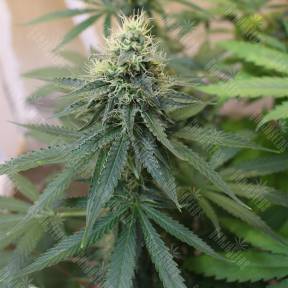 Master Kush regular Nirvana Seeds