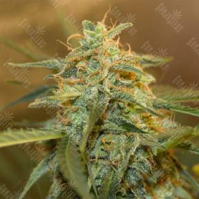 Auto Easy Bud feminised Royal Queen
